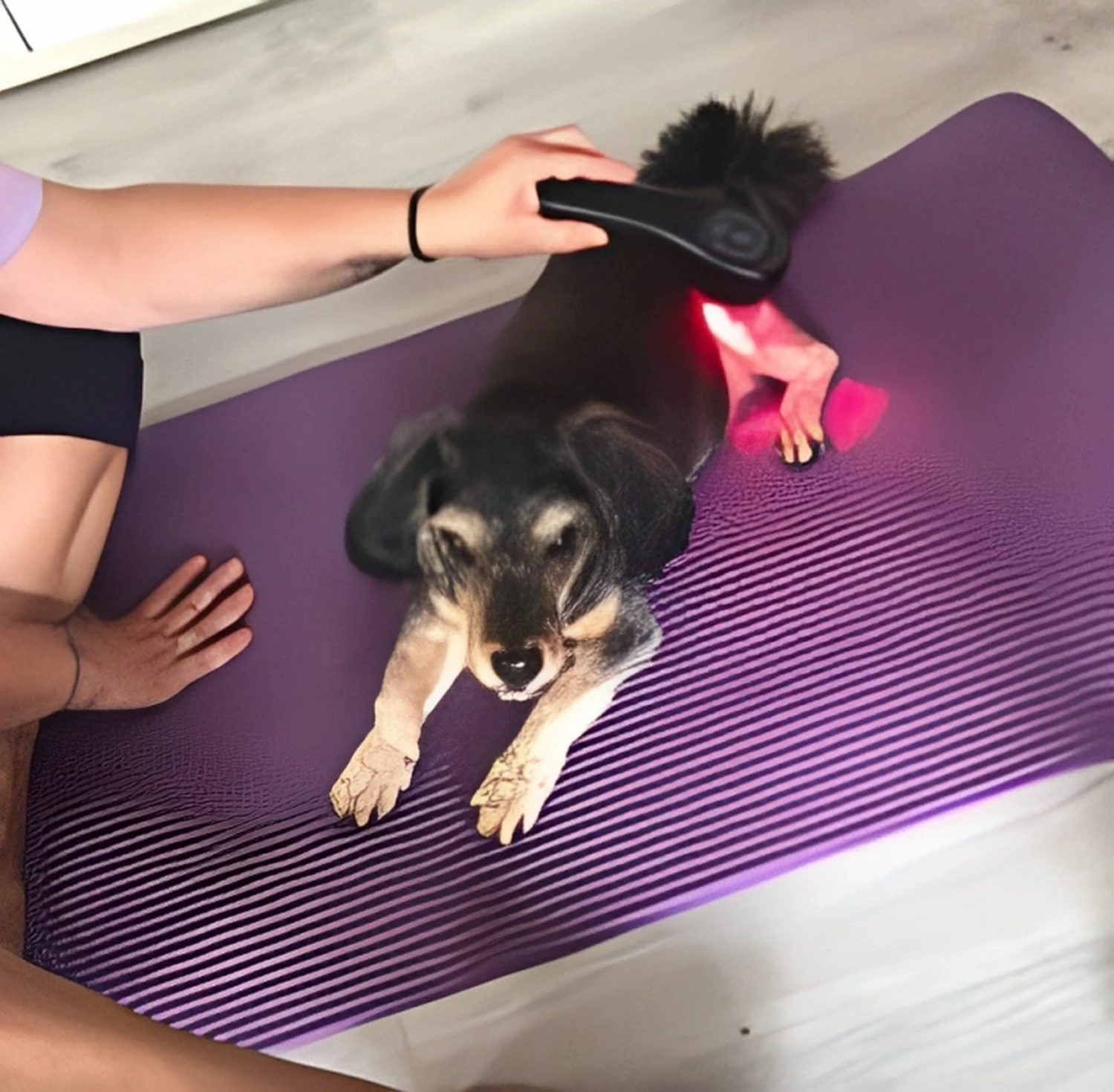 Hunde Physiofit