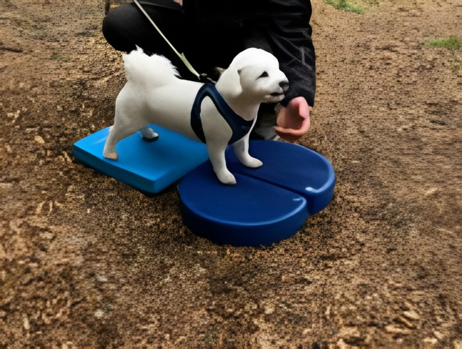 Hunde Physiotherapie, Hunde